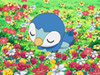 Piplup, Up and Away!